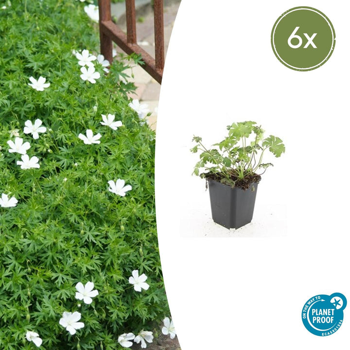 Bloody cranesbill with fine feathery green foliage and white flowers in black 9cm pot, shown as single specimen and in…