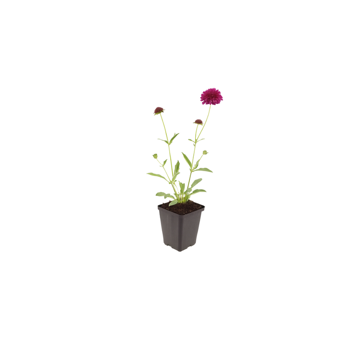 24x Knautia macedonica - ↕10-25cm - Ø9cm alternative angle showing habit and leaf structure