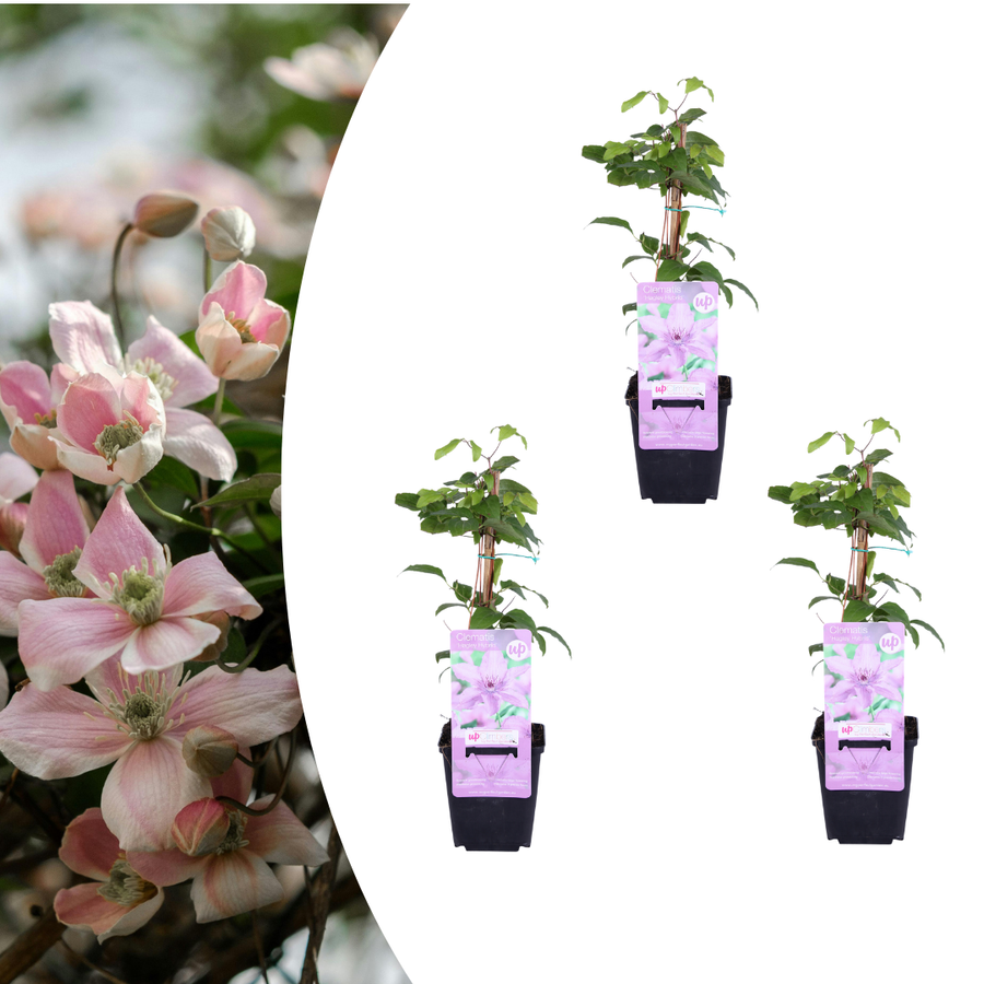 Pack of 3 Clematis ‘Hagley Hybrid’, P9 Pot, Beautiful Pink Flowering Climbing Plant