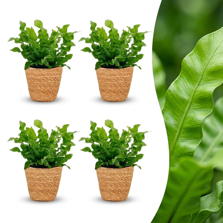 Crispy Wave Fern with bright green rippled fronds in a rosette, set of 4 plants in a woven basket, about 30cm tall