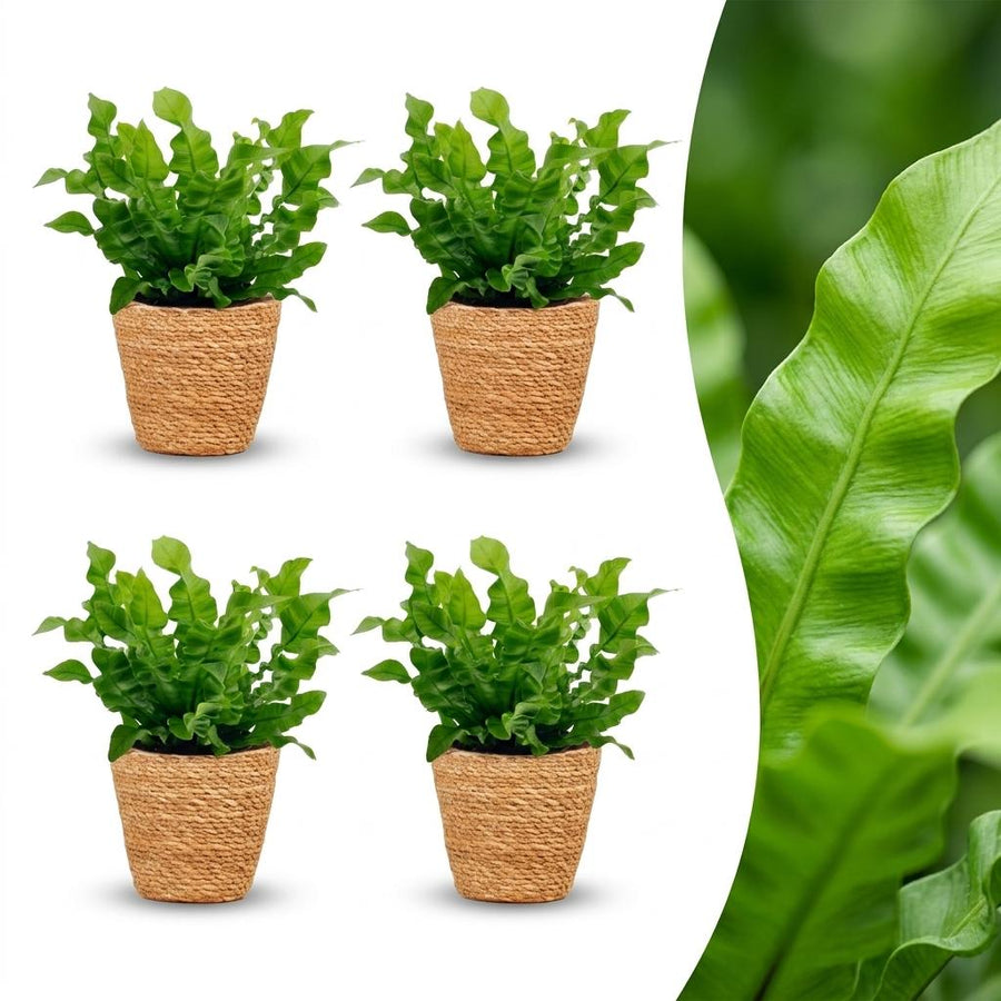 Crispy Wave Fern with bright green rippled fronds in a rosette, set of 4 plants in a woven basket, about 30cm tall