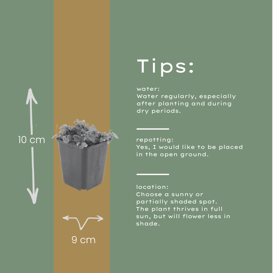 48x Campanula poscharskyana - ↕10-25cm - Ø9cm