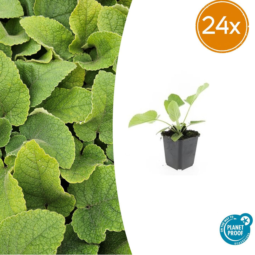 24x Phlomis russeliana - ↕10-25cm - Ø9cm