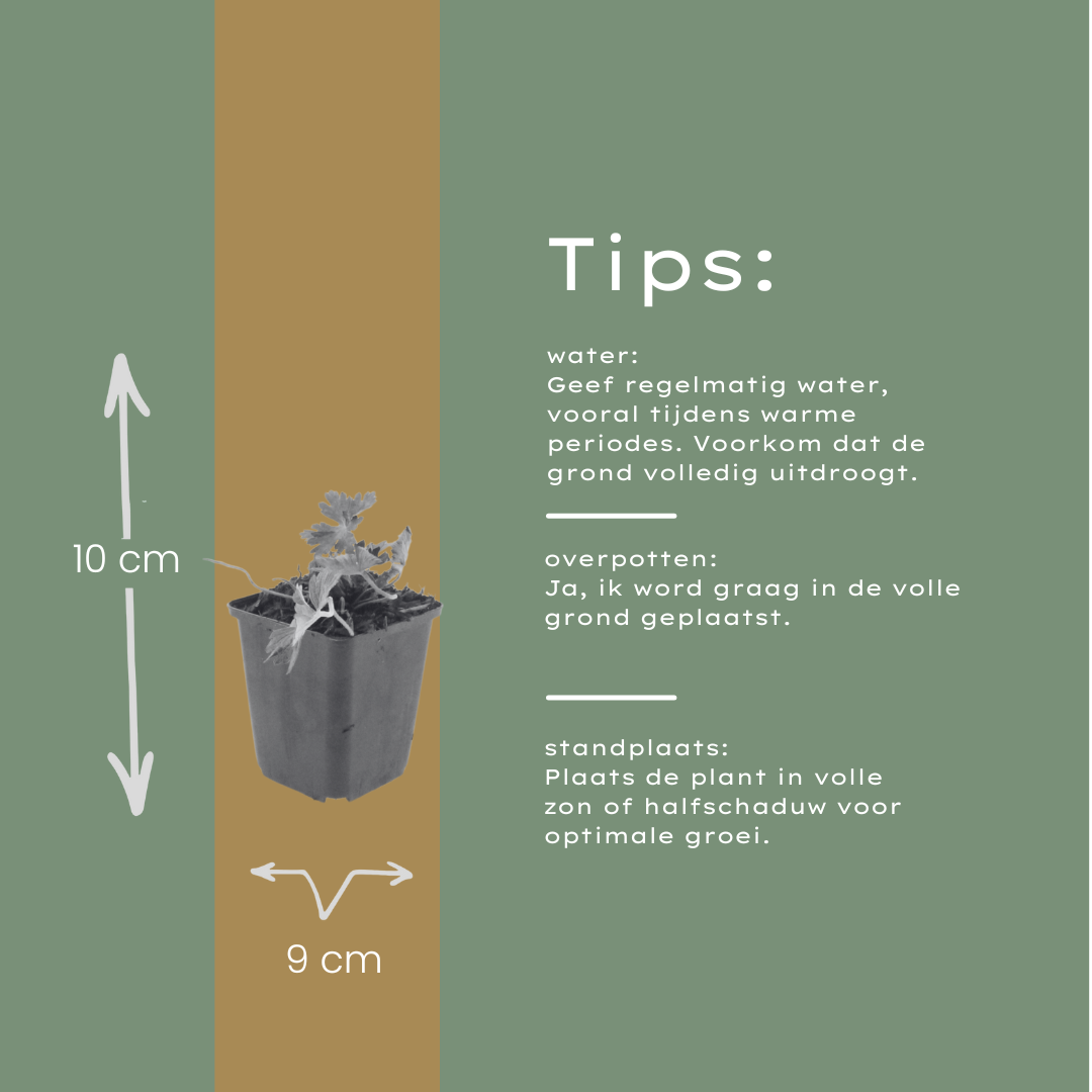 12x Geranium 'Azure Rush' - ↕10-25cm - Ø9cm