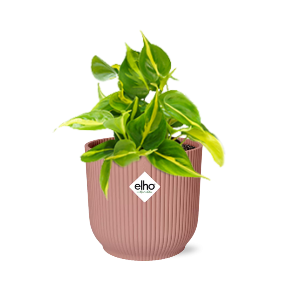 air purifying plant green philodendron scandons Philodendron Brasil Air Purifier | Houseplant