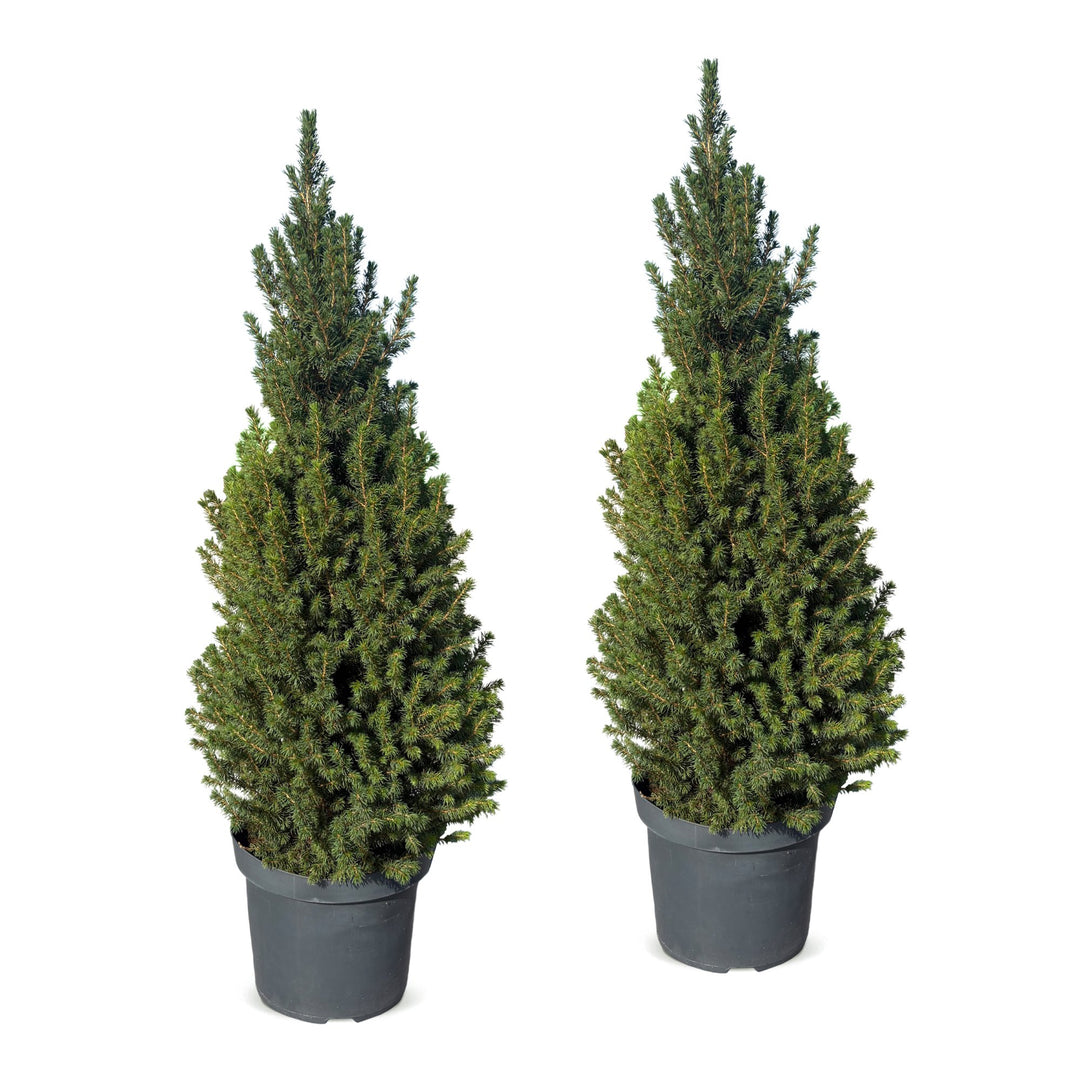 Pack of 2 potted dwarf spruce Christmas trees, 110cm in 26cm pots - view 2