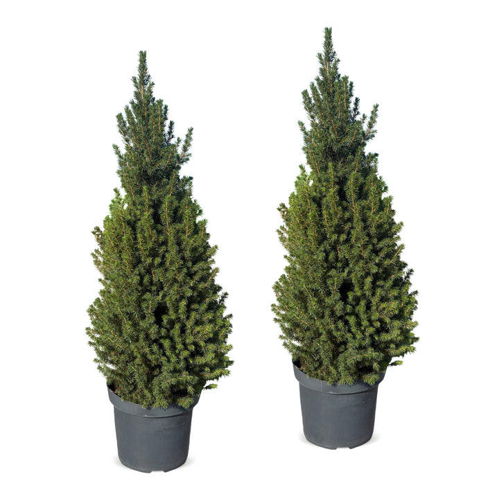 Pack of 2 potted dwarf spruce Christmas trees, 110cm in 26cm pots - view 2