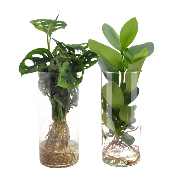 Hydroponic Monstera Clusia Glass Duo - Soil Free Bathroom Plant