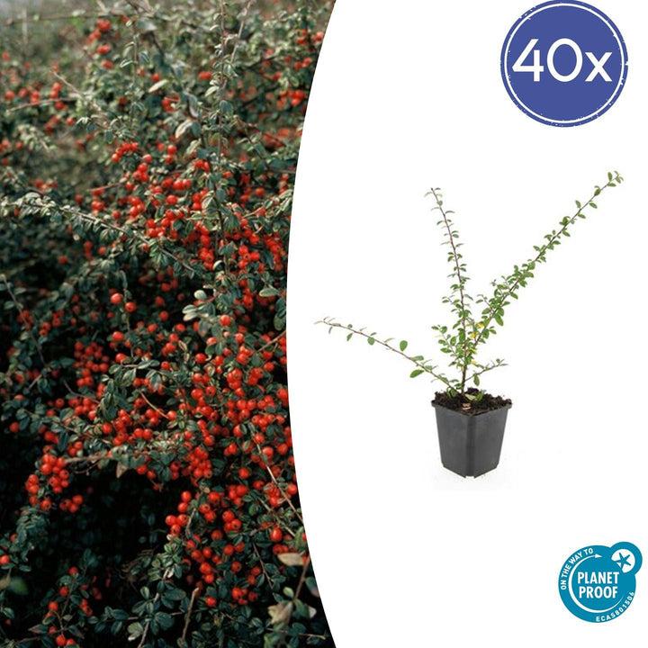 40x Cotoneaster Coral Beauty Ground Cover - Evergreen - 10-25cm