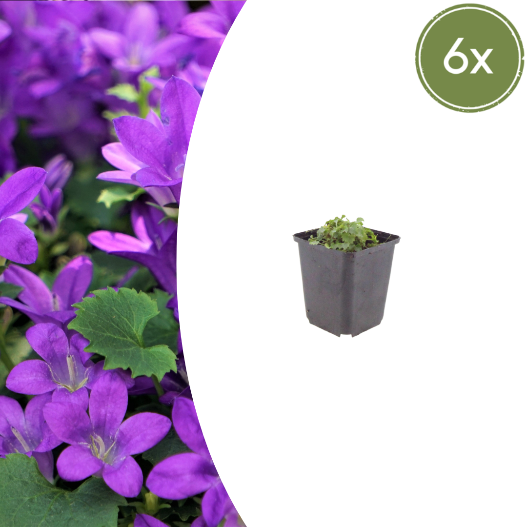 6x Campanula portenschlagiana - ↕10-25cm - Ø9cm — healthy root ball and nursery pot ready to ship from Ireland