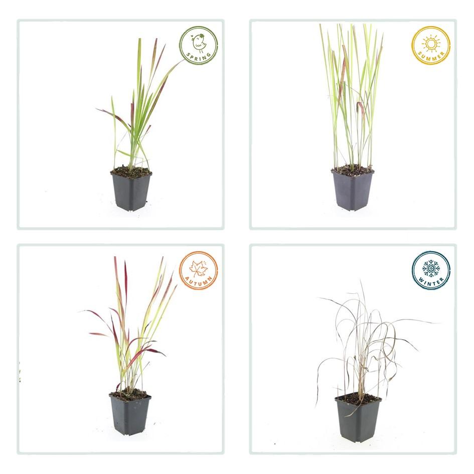 6x Imperata cylindrica 'Red Baron' - ↕10-25cm - Ø9cm alternative angle showing habit and leaf structure