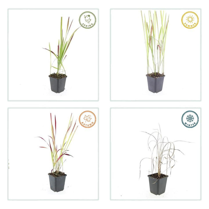 6x Imperata cylindrica 'Red Baron' - ↕10-25cm - Ø9cm alternative angle showing habit and leaf structure