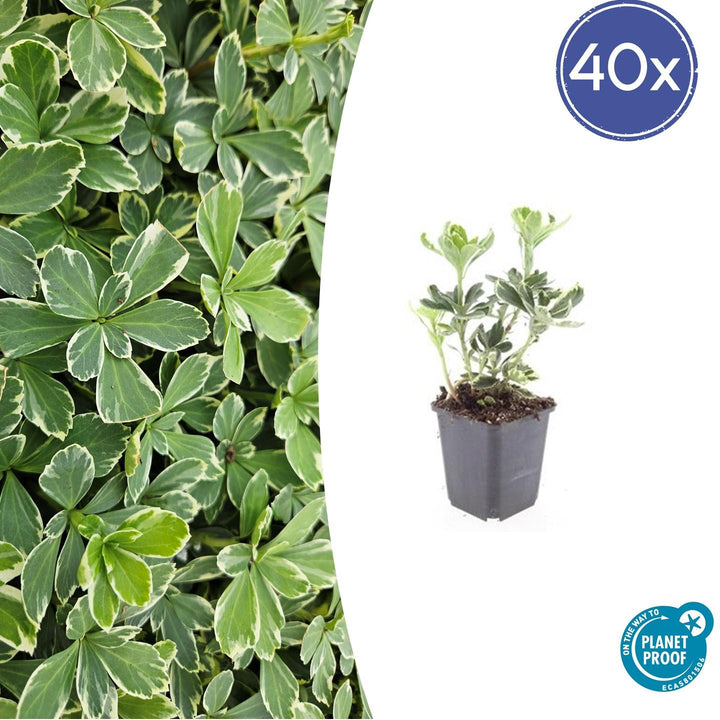 40x Variegated Pachysandra terminalis - Evergreen Ground Cover 10-25cm