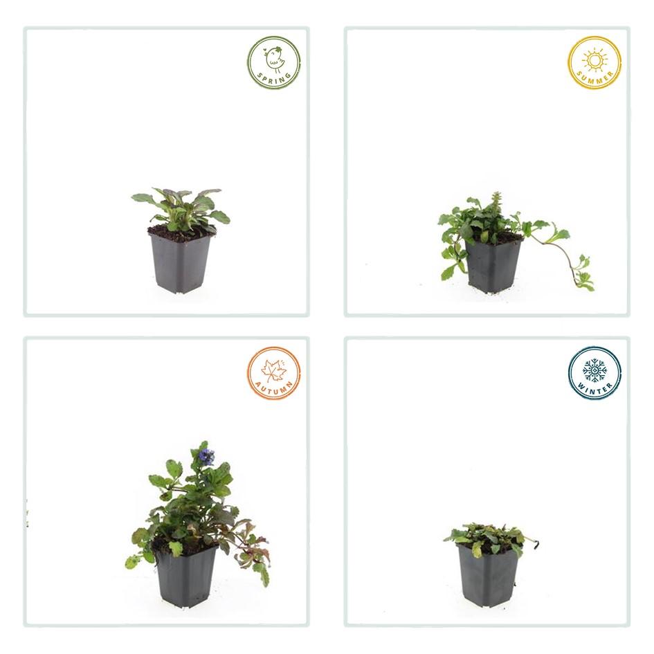 60x Ajuga Catlin's Giant Bugleweed - Bronze-Purple Ground Cover - Ø9cm