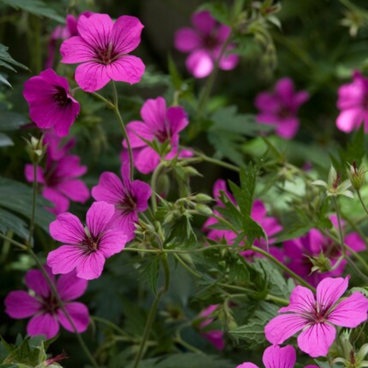 Blue-violet garden flowers and soft foliage close-up of 24x Geranium sang. 'Max Frei' - ↕10-25cm - Ø9cm