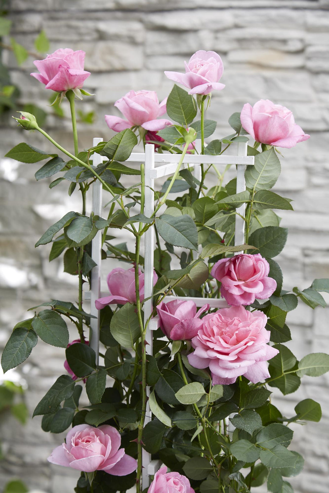 3x Rosa Crazy in Love Pink - Fragrant Pink Climbing Rose - Ø15cm - ↕65cm