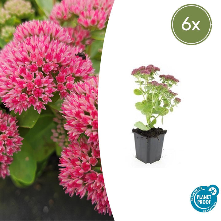 6x Sedum 'Herbstfreude' - ↕10-25cm - Ø9cm