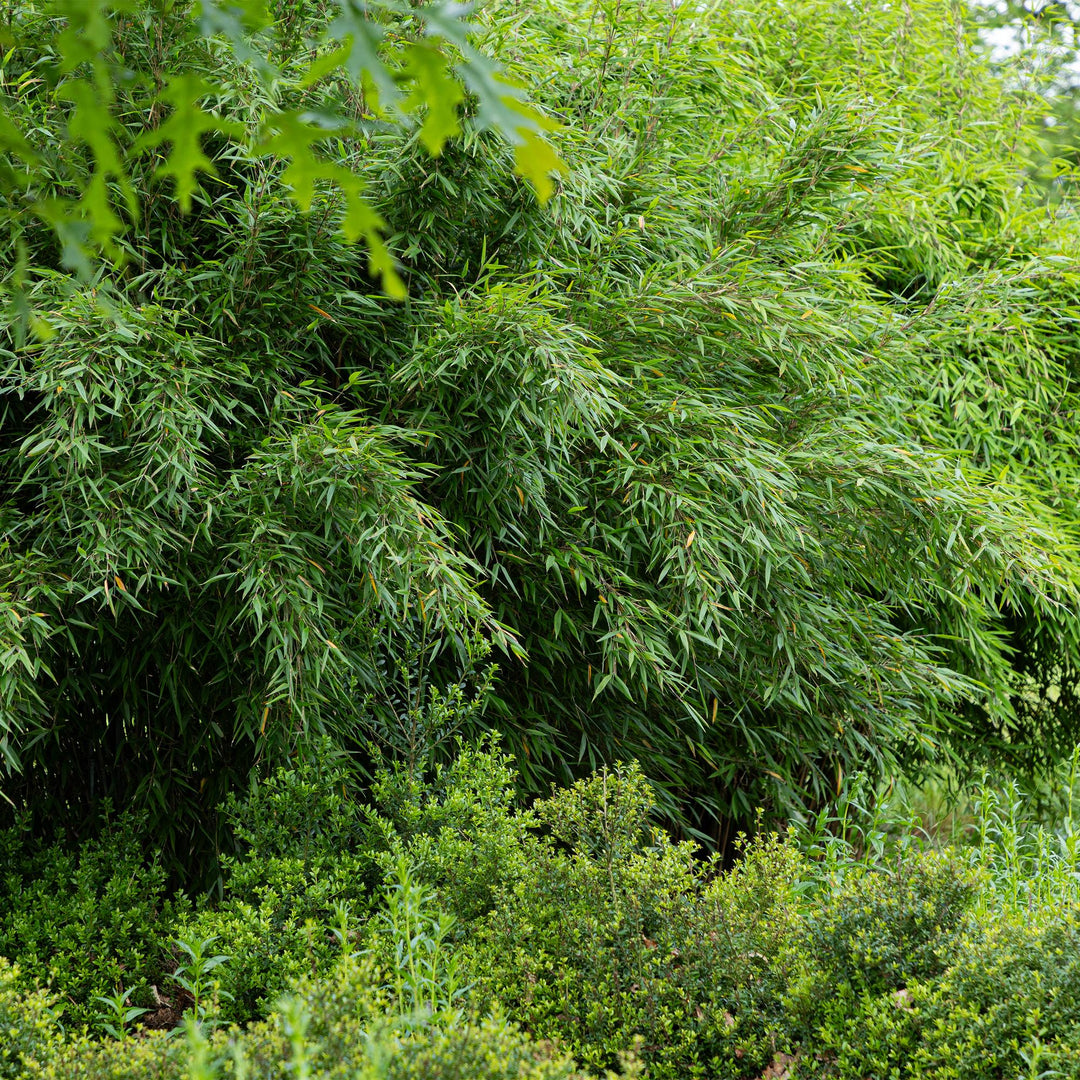 18x Fargesia 'Red Dragon' Bamboo - Evergreen Non-Invasive Screening - 14cm Pot - 35cm