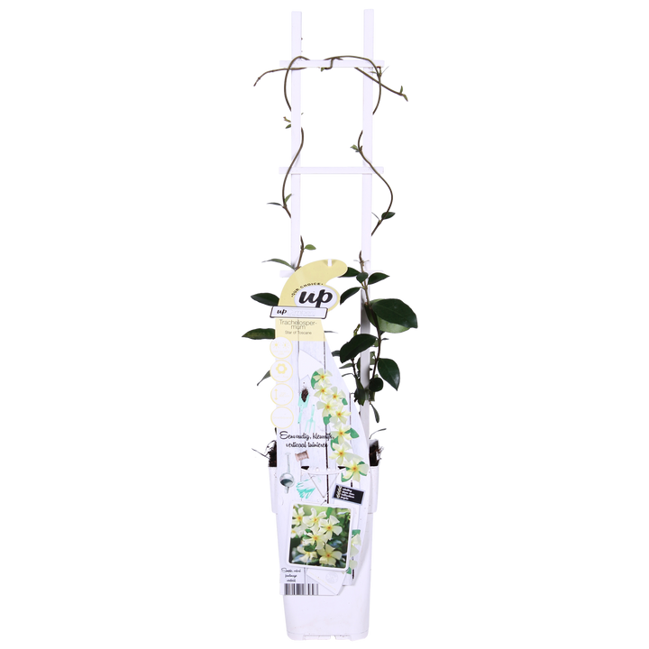 Two Trachelospermum jasminoides 'Star of Toscana' plants in white packaging with climbing stems, small dark green leaves…