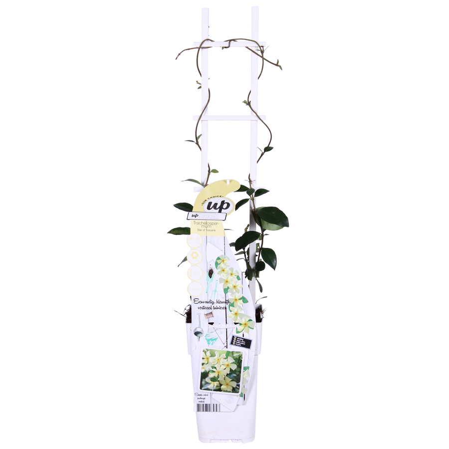 Two Trachelospermum jasminoides 'Star of Toscana' plants in white packaging with climbing stems, small dark green leaves…
