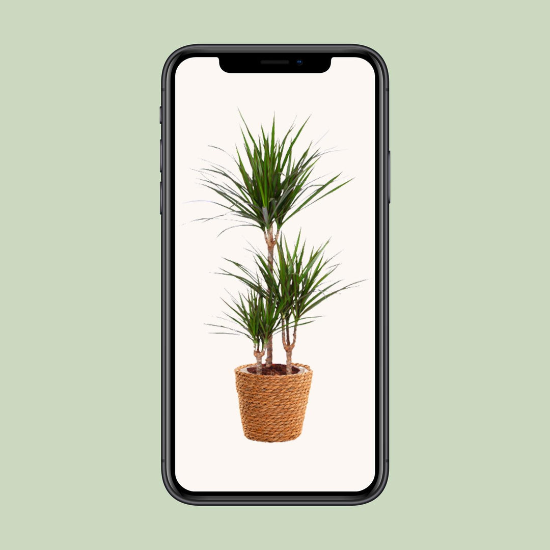 Dracaena Marginata Madagascar Dragon Tree - 21cm Pot - 95cm Tall - with Seagrass Basket