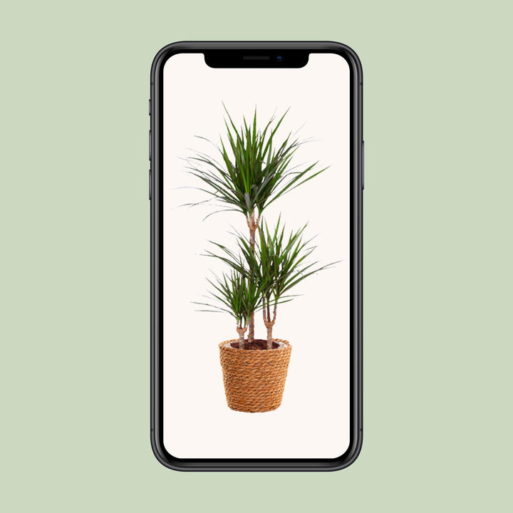 Dracaena Marginata Madagascar Dragon Tree - 21cm Pot - 95cm Tall - with Seagrass Basket