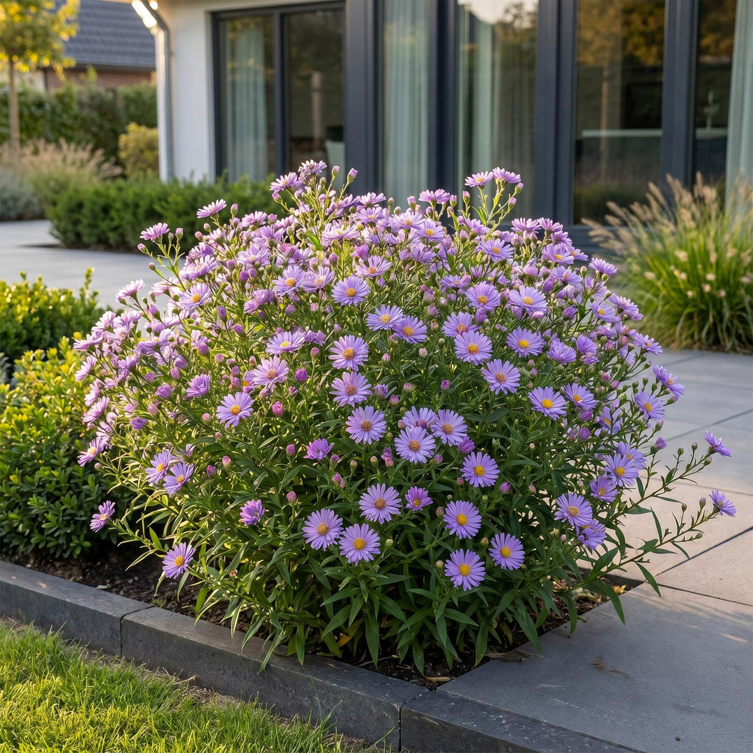 24x Aster dumosus 'Mediterranee' Cushion Aster - Violet - 11cm Pot - 15-25cm