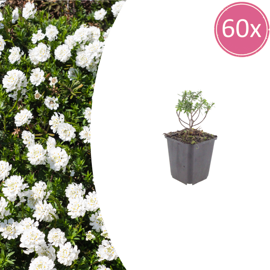 60x Iberis semp. 'Schneeflocke' - ↕10-25cm - Ø9cm