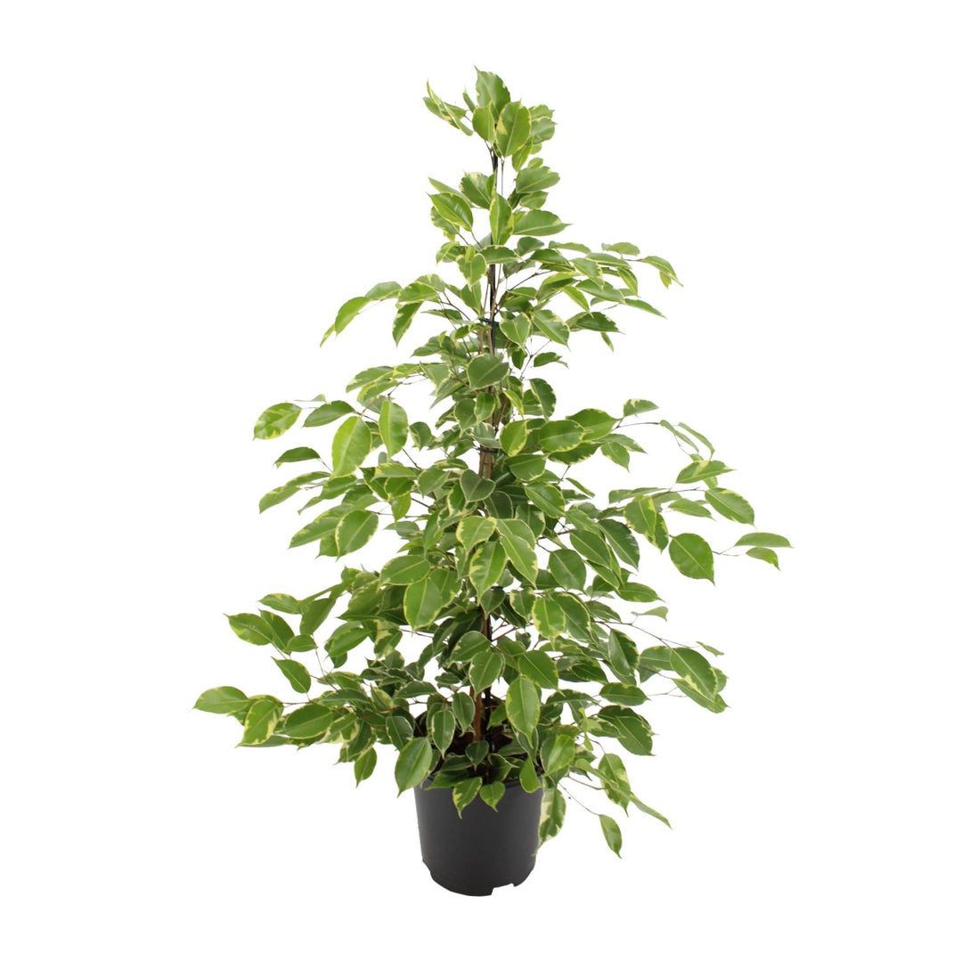 Ficus benjamina Goldenking with bright green pointed leaves on upright branching stems, in black plastic pot,…