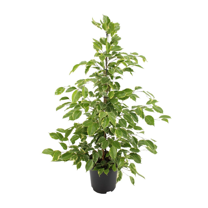 Ficus benjamina Goldenking with bright green pointed leaves on upright branching stems, in black plastic pot,…