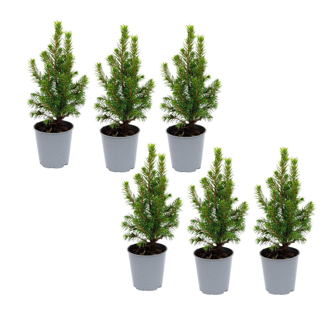 Title: 6x Mini Christmas Tree (Picea glauca 'Perfecta') – ↕15-20cm