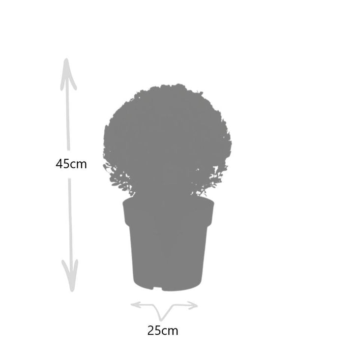2x Ilex crenata 'Jenny' ball XL | set of 2 pieces | 25 cm Ø