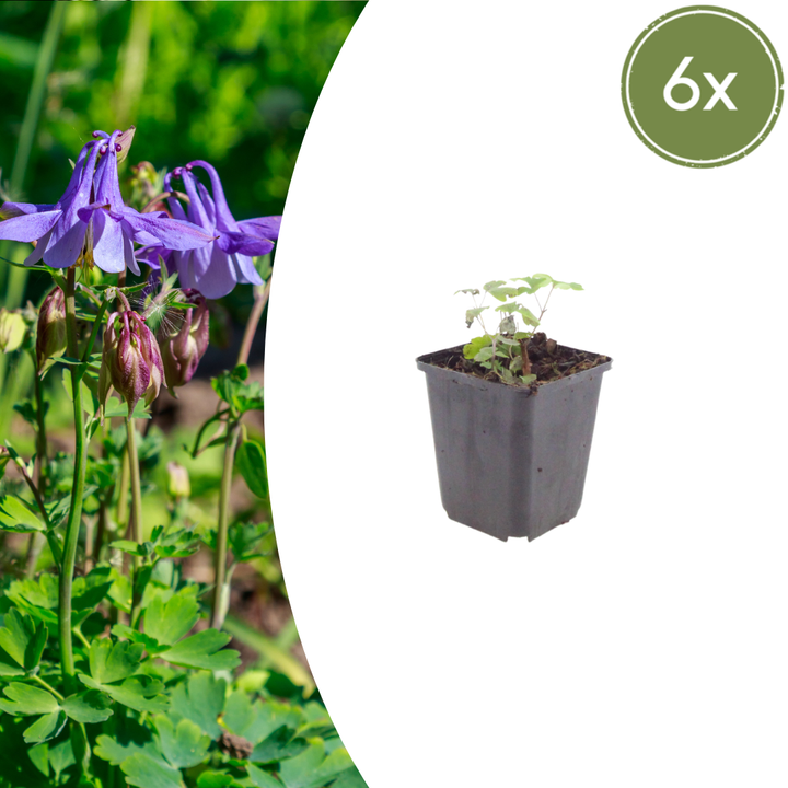 6x Aquilegia vulgaris - ↕10-25cm - Ø9cm alternative angle showing habit and leaf structure