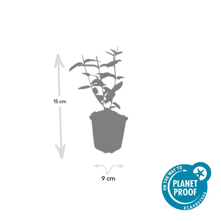 6x Hypericum inodorum - ↕10-25cm - Ø9cm styled in an Irish home interior
