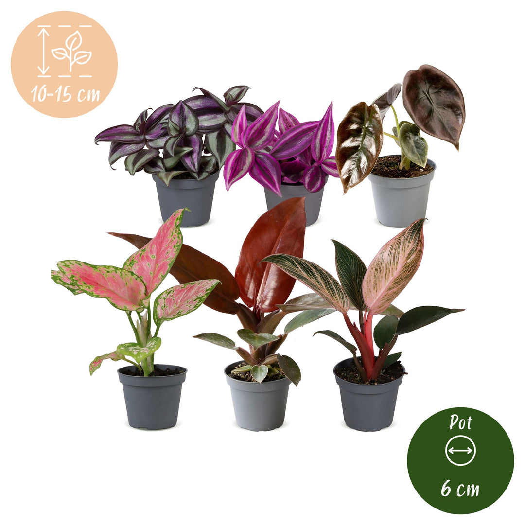Baby Paradise Mix tropical houseplants, pack of 6, image 5
