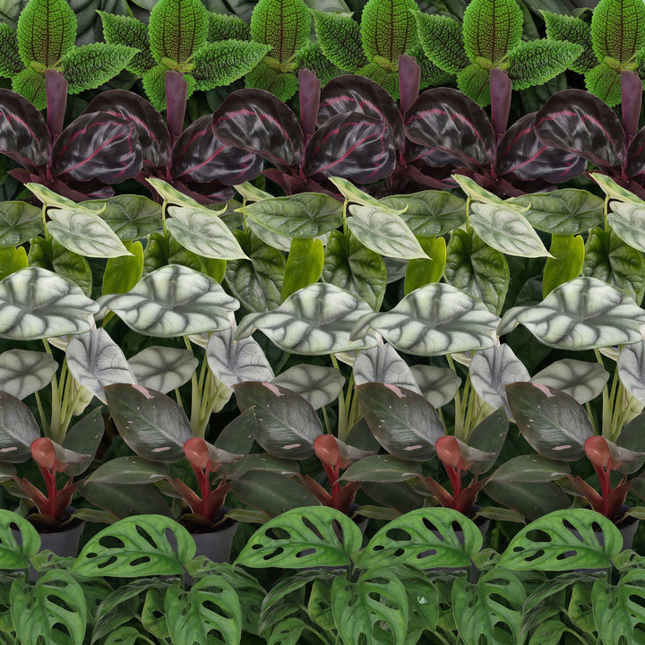Baby Jungle Mix tropical houseplants, pack of 6, image 4