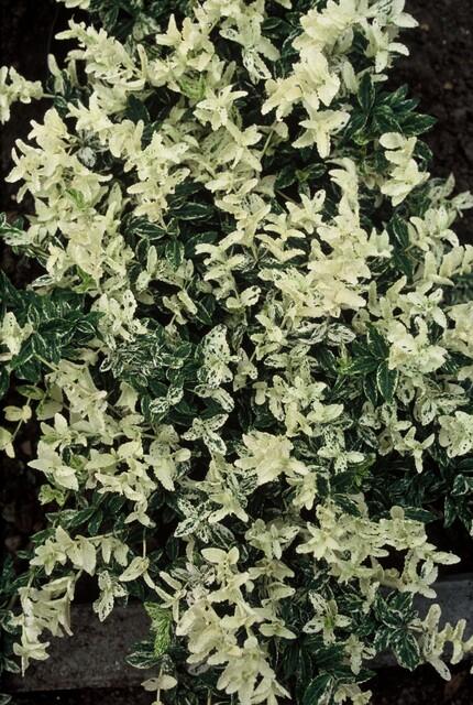 48x Euonymus fortunei 'Harlequin' Variegated Ground Cover - 10-25cm alternative angle showing habit and leaf structure