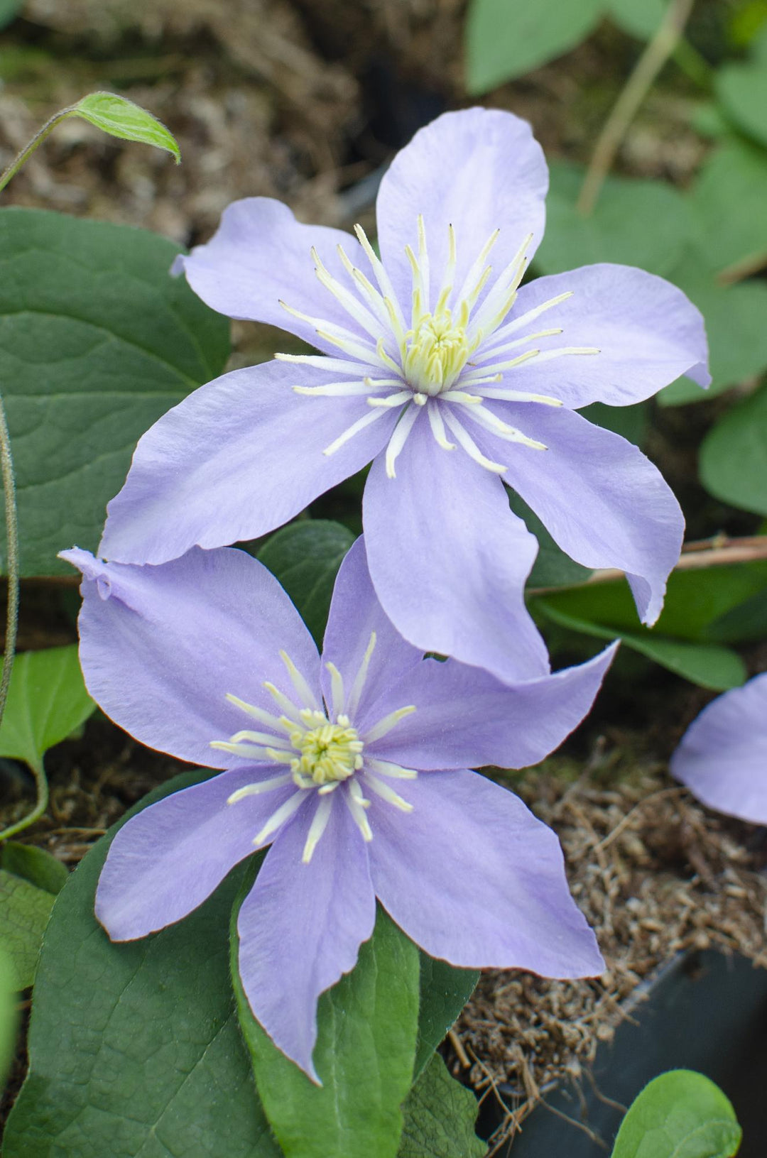 Clematis Justa with pale lavender-blue flowers and yellow stamens, green heart-shaped leaves, growing in black pot with…