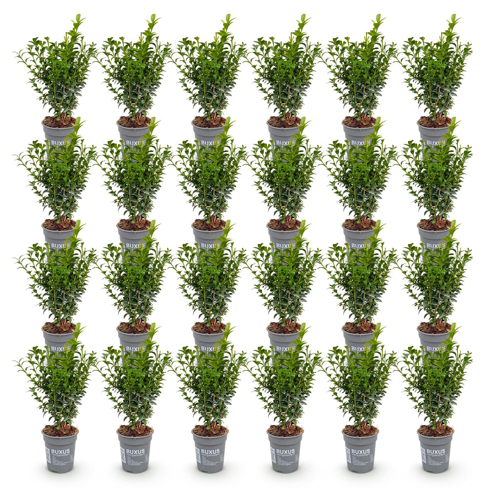 24x Buxus sempervirens boxwood hedging plants in 9cm pots - view 2