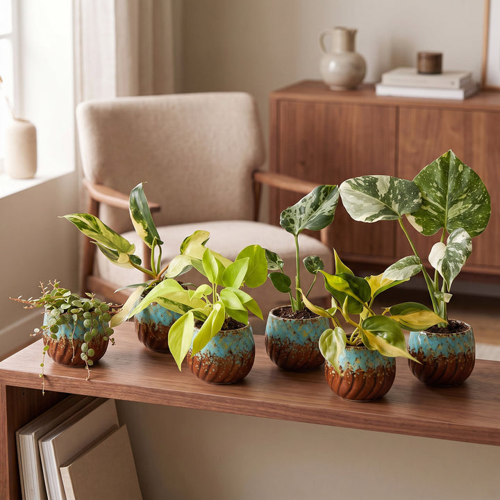 Baby Tropical Mix houseplants, pack of 6, image 3