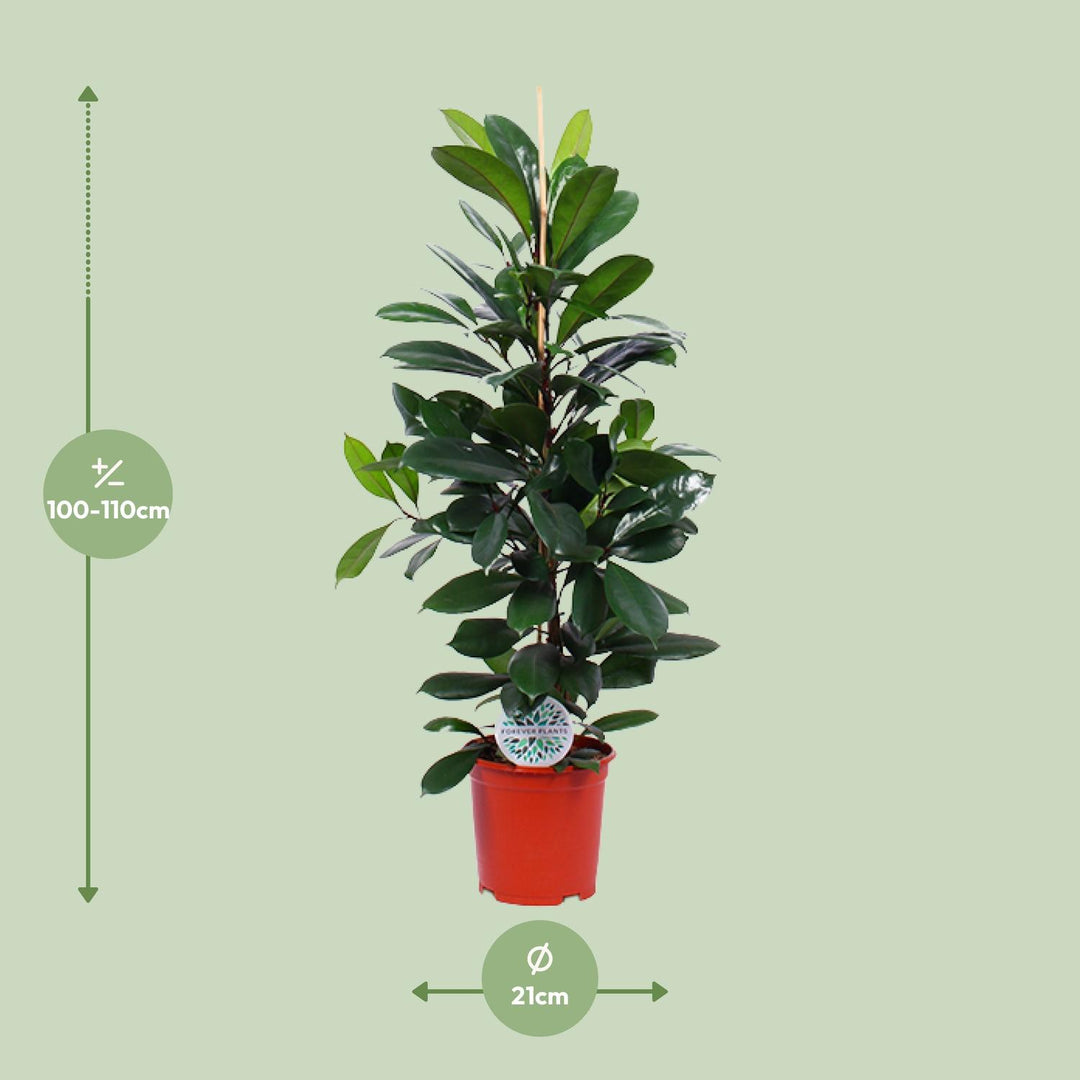 Glossy green foliage close-up of Ficus Cyathistipula - Ø21cm - ↕105cm