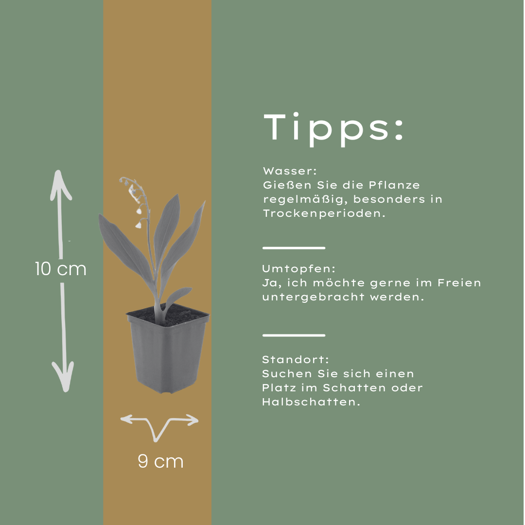 60x Convallaria majalis - ↕10-25cm - Ø9cm
