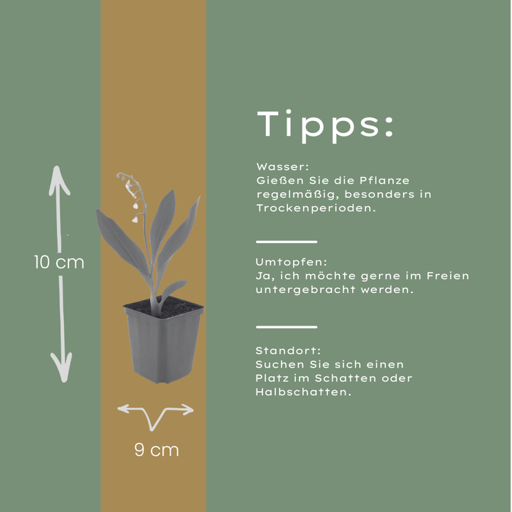 60x Convallaria majalis - ↕10-25cm - Ø9cm