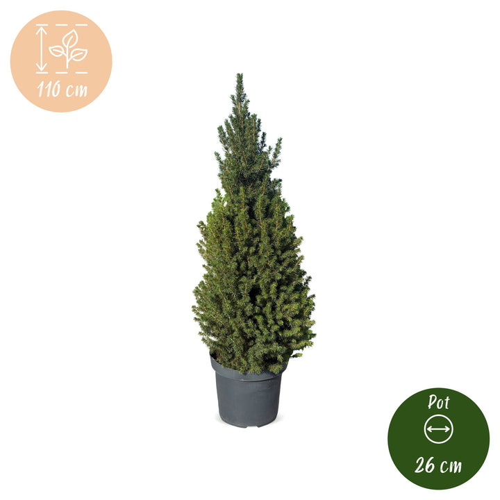 Pack of 2 potted dwarf spruce Christmas trees, 110cm in 26cm pots - view 5