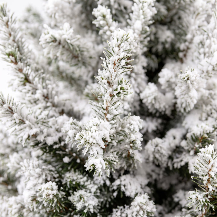 Picea glauca Conica Dwarf Alberta Spruce Christmas tree in Ø19cm pot, image 4