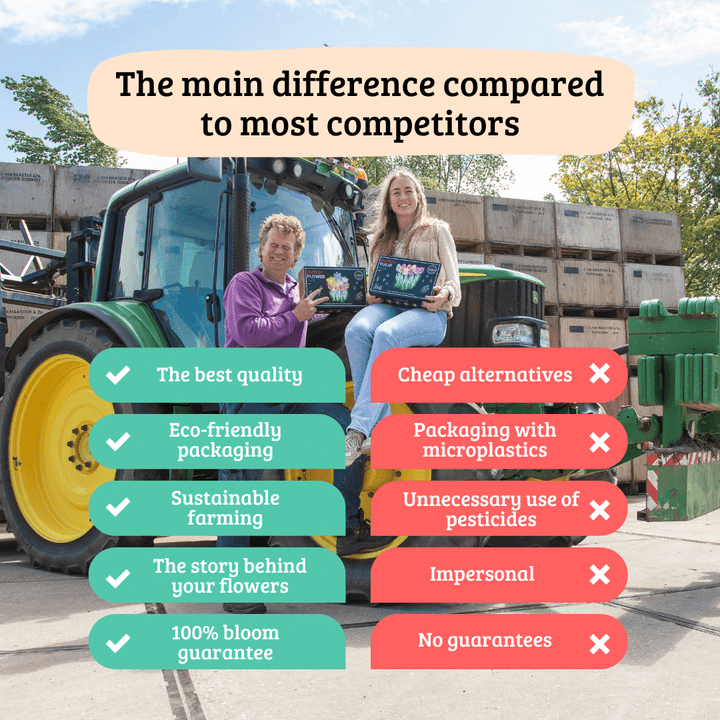 Flowerbulbs Amsterdam - Salou - 10 bulbs - Size 12/14