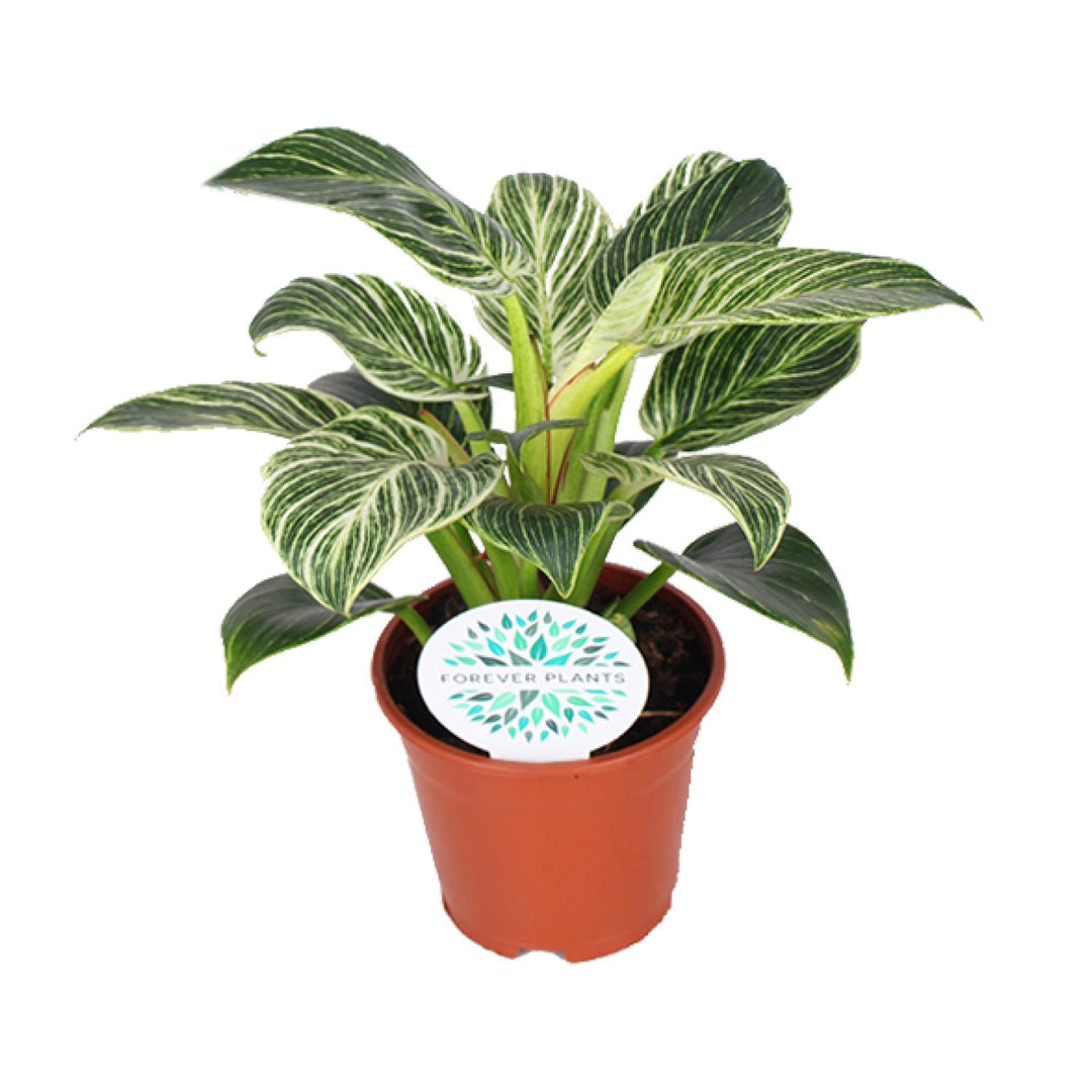 Philodendron Birkin houseplant in a 14cm pot, featuring variegated green and white foliage, by Everspring.