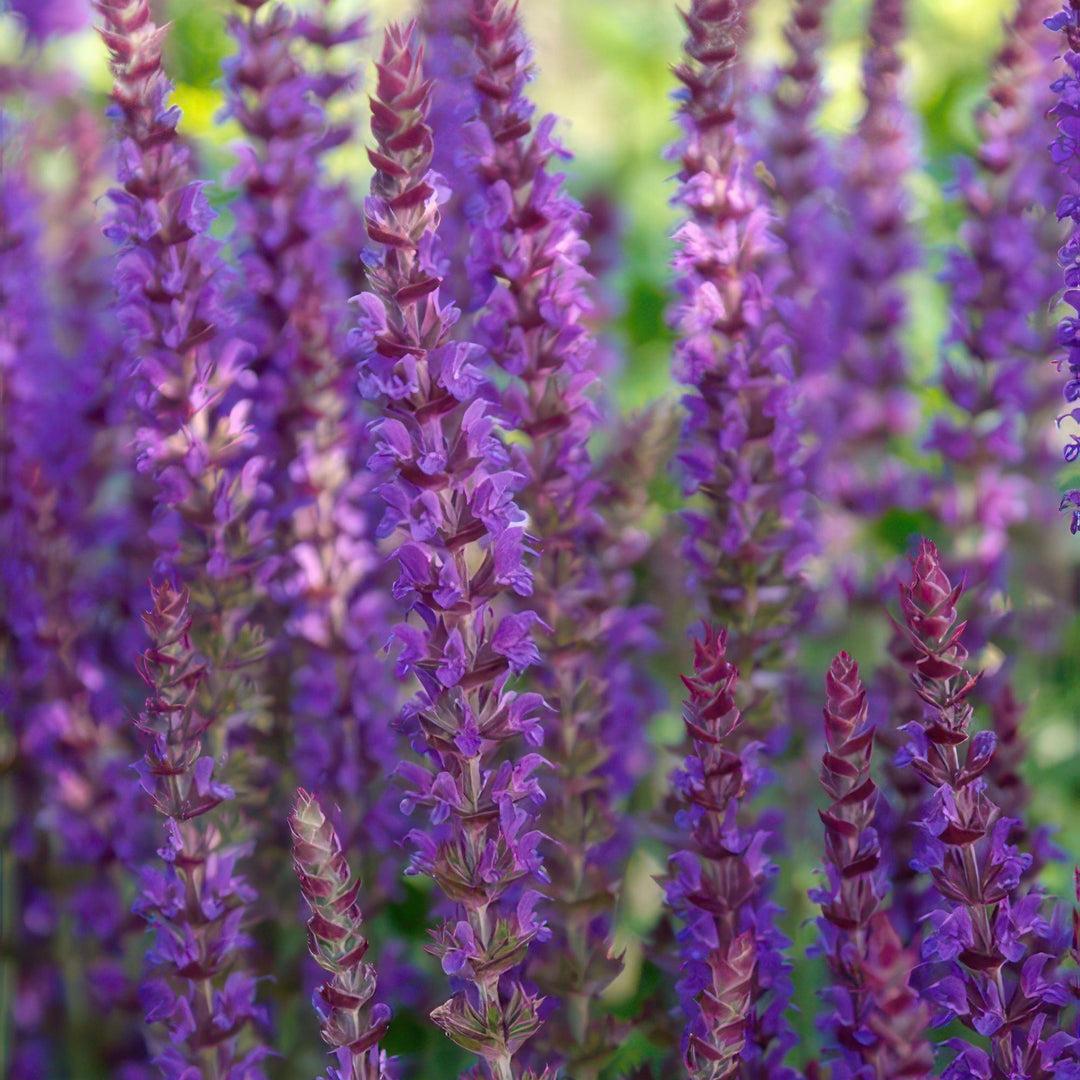 48x Salvia nem. 'Ostfriesland' - ↕10-25cm - Ø9cm