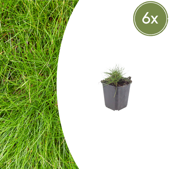 6x Festuca gautieri - ↕10-25cm - Ø9cm full-plant overview, healthy foliage and strong roots