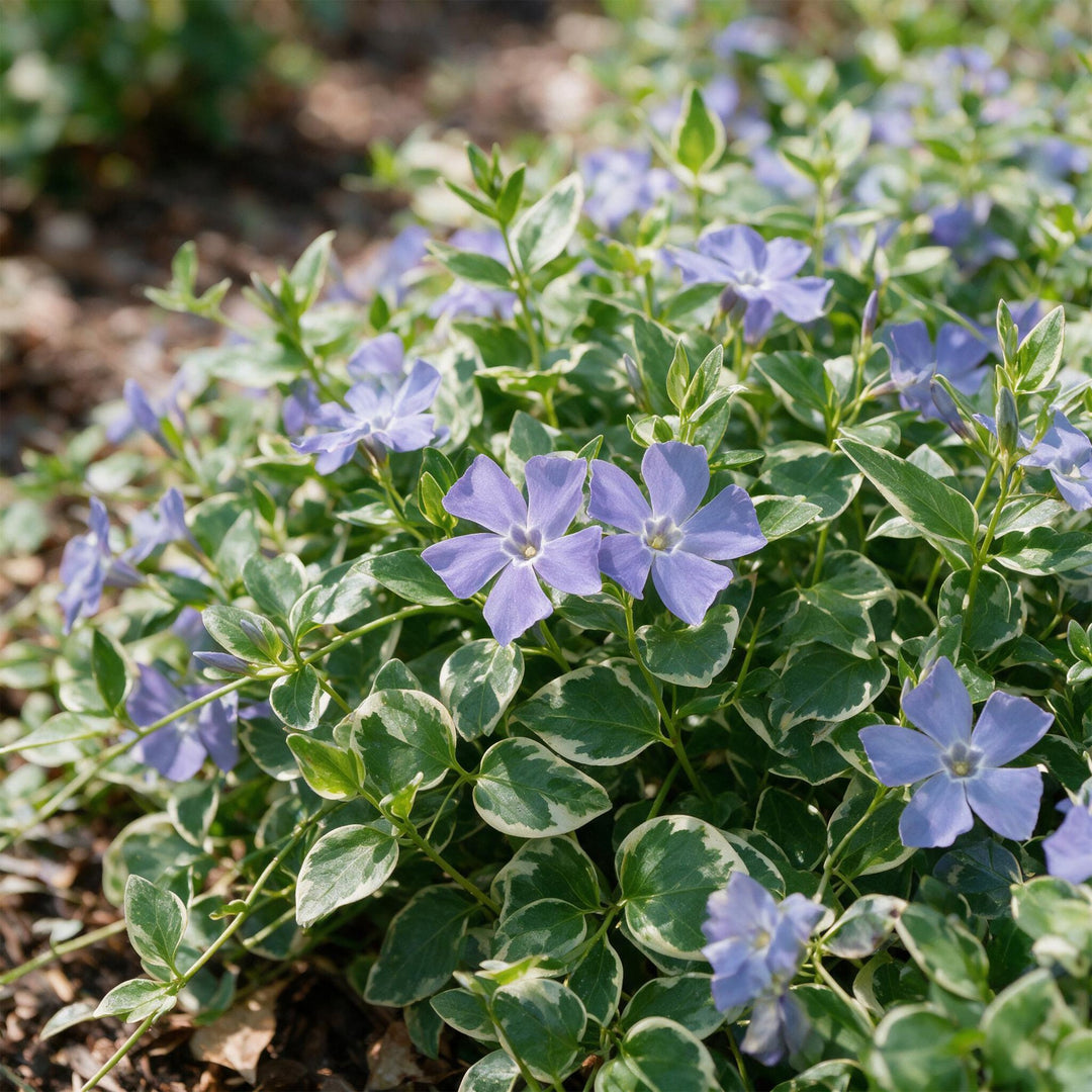 Pack of 24 Vinca major 'Variegata' greater periwinkle plants in 11cm pots - view 5